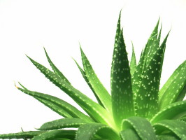 Aloes_1