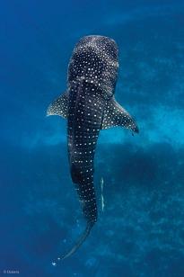 Belize_Whale_Shark
